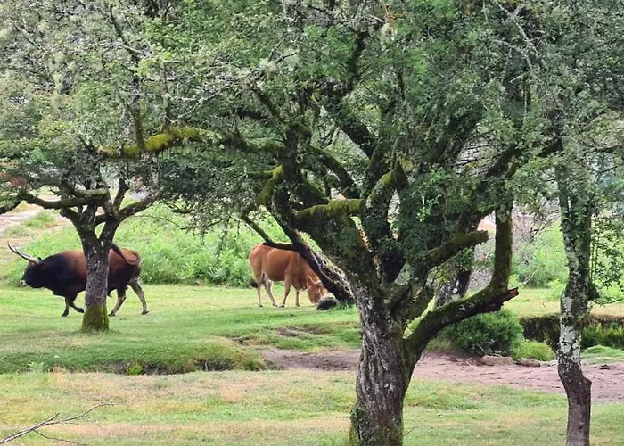 Beautiful Detached With Private Pool, Fibre Wi-fi, Garden, Games & Bbq